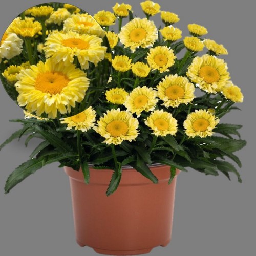 Leucanthemum maximum 'Sweet Daisy Izabel' - Suur härjasilm 'Sweet Daisy Izabel' P9/0,55L